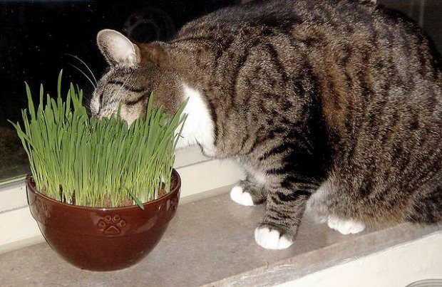 Nadie Hecho un desastre Neuropatía Hierbas y plantas amigas para Gatos.
